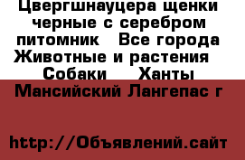 Цвергшнауцера щенки черные с серебром питомник - Все города Животные и растения » Собаки   . Ханты-Мансийский,Лангепас г.